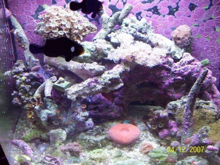 Boise, ID Aquarium Store Boise Aquarium Store Aquariums